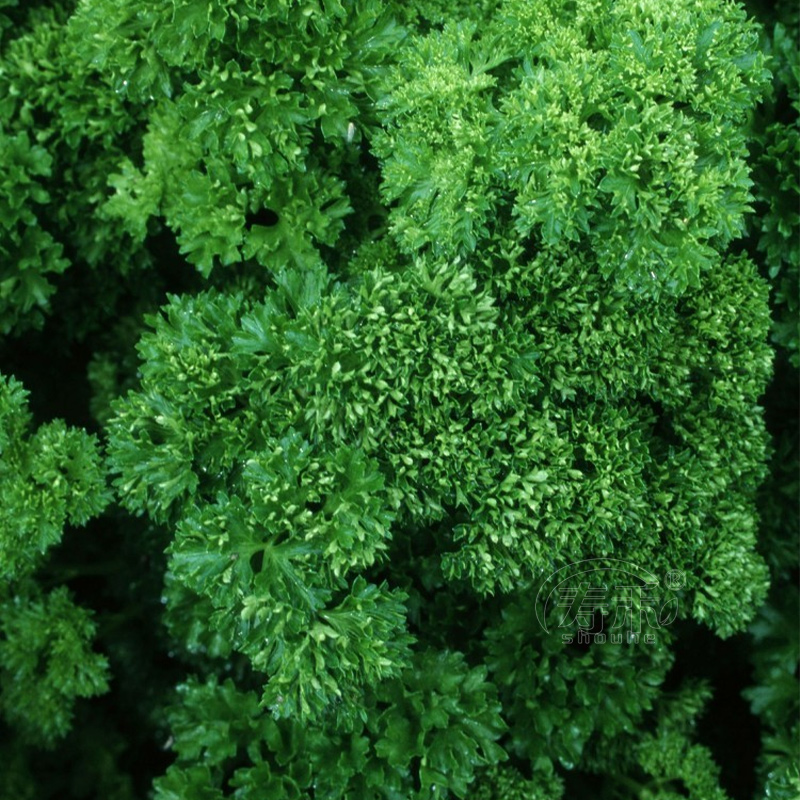 欧芹法国盆栽香芹种子种籽苗欧芹菜西芹秧苗苗子芹菜根苗孑秧菜苗-图3