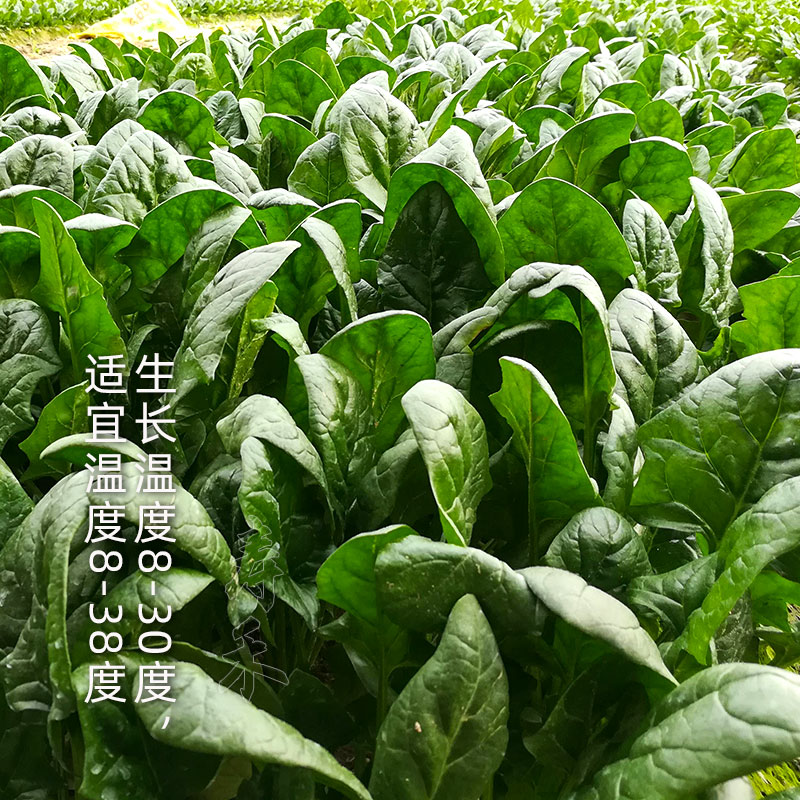 大叶肉菠菜种子种籽孑红根根高产籽种耐寒波菜冬季种籽秋冬季菜籽