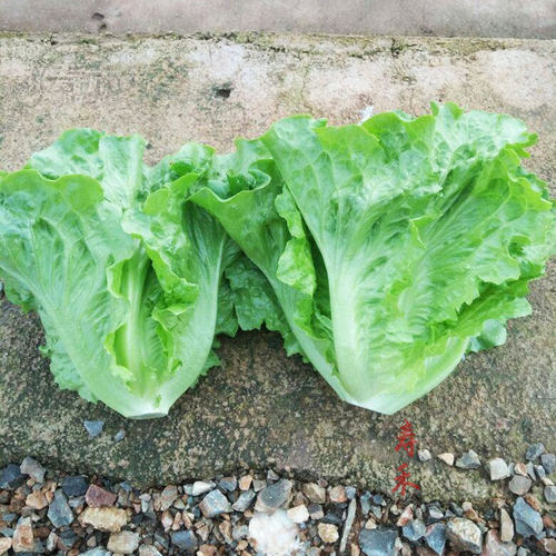 意大利生菜王种子种籽四季蔬菜菜种孑子籽种菜籽大全奶油孔雀菜莱 - 图3