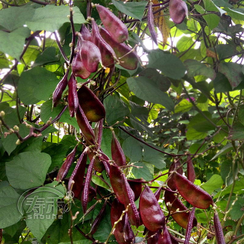红遍天扁豆种子摘不败紫红眉豆角种籽红豆角四季蔬菜眉豆孑豆种 - 图3