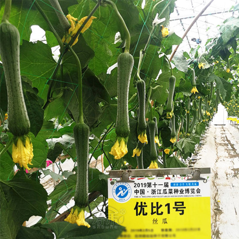 优比1号6号肉丝瓜种子种籽苗秧蔬菜孑水瓜短棒籽种水瓜南方新品种,淘宝优惠券,粉丝福利购,淘宝优惠卷