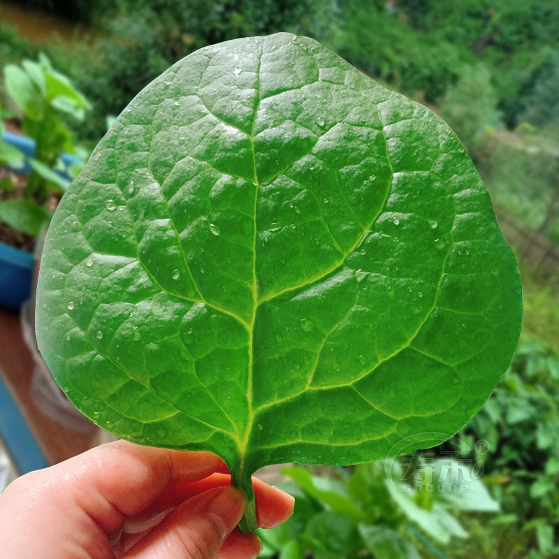 大叶木耳菜种子秧苗爬藤落葵夏天种的四季阳台盆栽各种蔬菜苗幼苗,淘宝优惠券,粉丝福利购,淘宝优惠卷