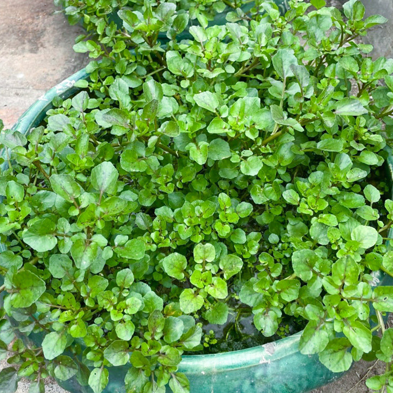 西洋菜种籽豆瓣菜种子四季菜种水芥菜蔬菜菜苗孑种苗籽种广东青菜,淘宝优惠券,粉丝福利购,淘宝优惠卷