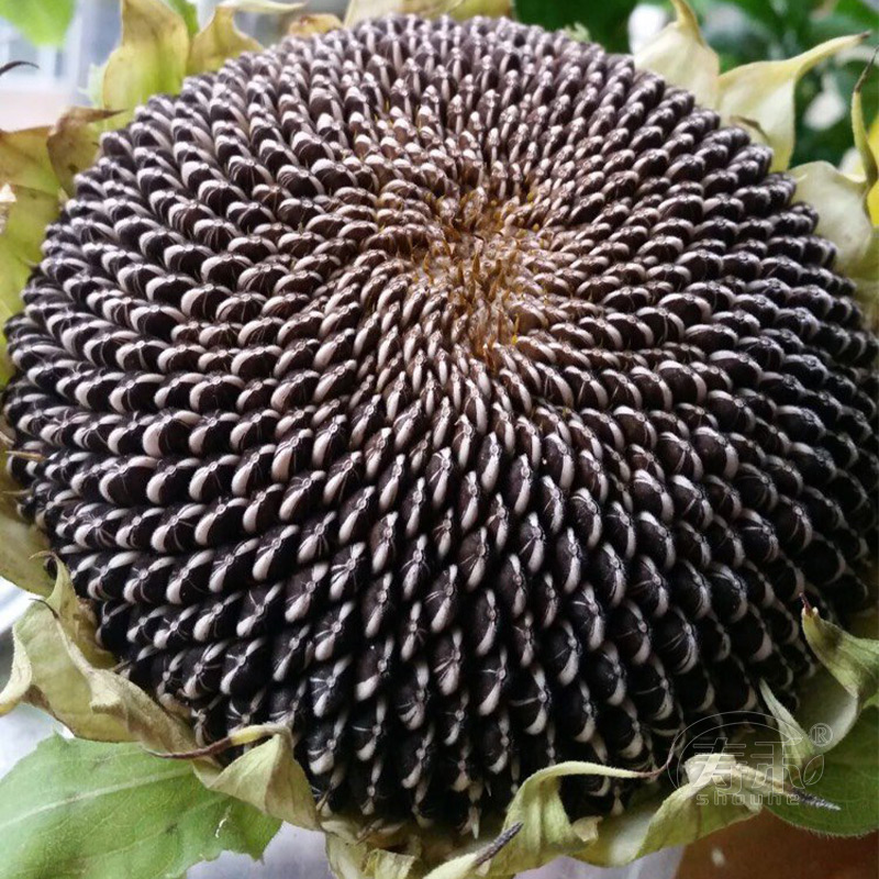 食用向日葵种子矮葵花观赏盆栽孑种活苗花苗籽种带根幼苗花种籽子 - 图3