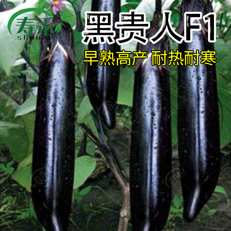 日本黑贵人长茄子种子黑龙茄子种籽黑紫色早熟高产长茄孑大全