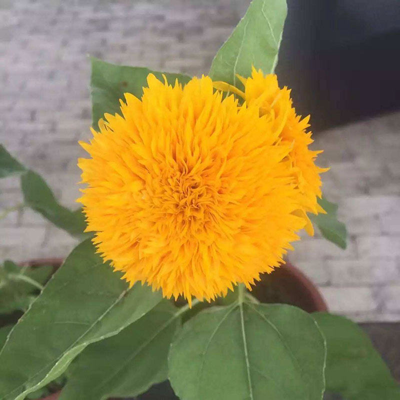 玩具熊向日葵种子种籽子苗矮四季幼苗盆栽观赏葵花花苗孑花种活苗,淘宝优惠券,粉丝福利购,淘宝优惠卷