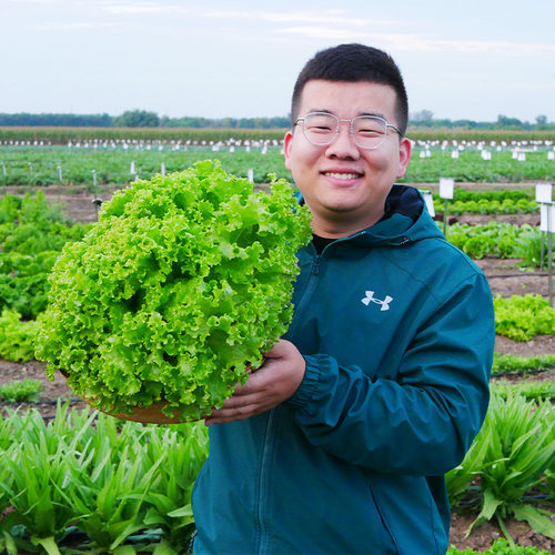 适合南方种的蔬菜种子大全四季生菜香菜菠菜3月份山东寿光籽种三 - 图1
