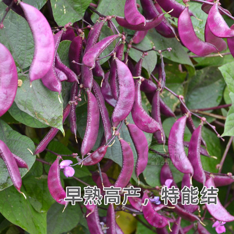 红遍天扁豆种子摘不败紫红眉豆角种籽红豆角四季蔬菜眉豆孑豆种 - 图2