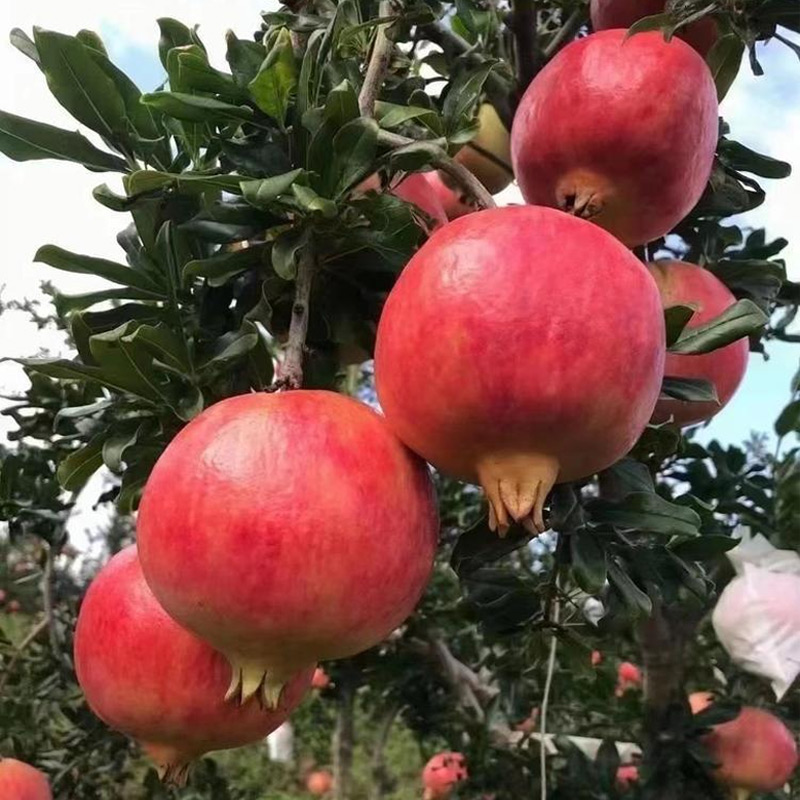 石榴树树苗庭院果树突尼斯软籽盆栽苗果苗种植北方耐寒大石榴苗树