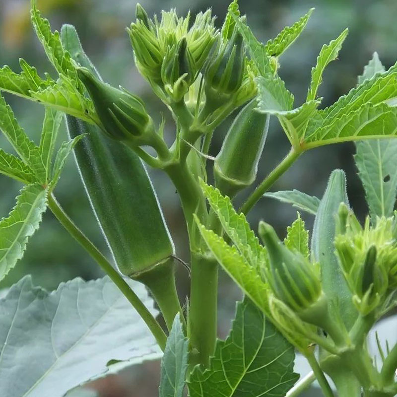 黄秋葵种子种籽苗秧四季水果菜苗菜种菜籽带土秧苗大苗菜孑树苗-图3