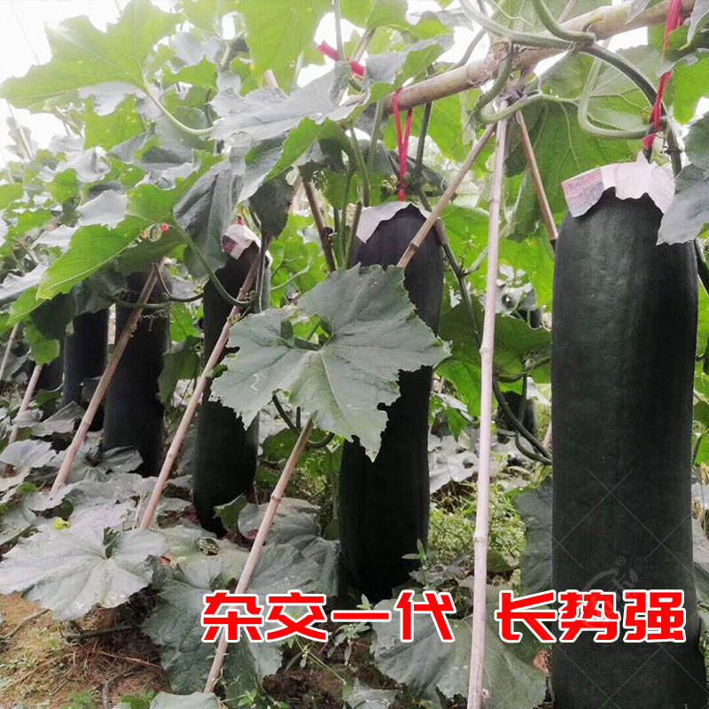 广东黑皮大冬瓜种子种籽苗大全菜东瓜蔬菜孑秧苗瓜苗苗子青皮苗秧 - 图2
