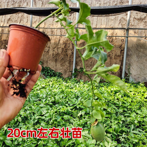 黄金百香果苗广西大苗南方苗树百香果籽种树苗百香果果苗 - 图0