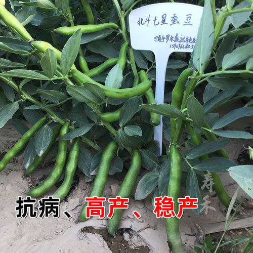 七星大蚕豆种籽种子苗高产本地蔬菜日本秋天种孑菜籽大全特大批发 - 图3