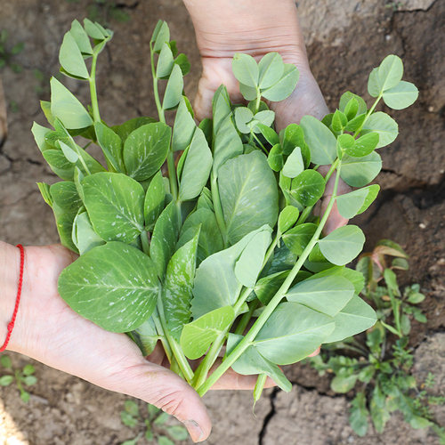 适合南方种的蔬菜种子大全四季生菜香菜菠菜3月份山东寿光籽种三 - 图0