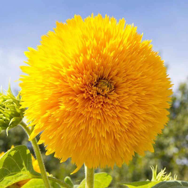 玩具熊向日葵种子种籽子苗矮四季幼苗盆栽观赏葵花花苗孑花种活苗,淘宝优惠券,粉丝福利购,淘宝优惠卷