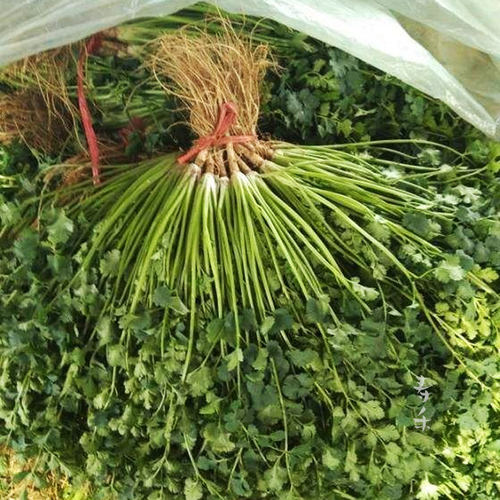 耐热香菜种籽高温夏季夏天种植的蔬菜种子四季籽种适合种的菜菜种 - 图2
