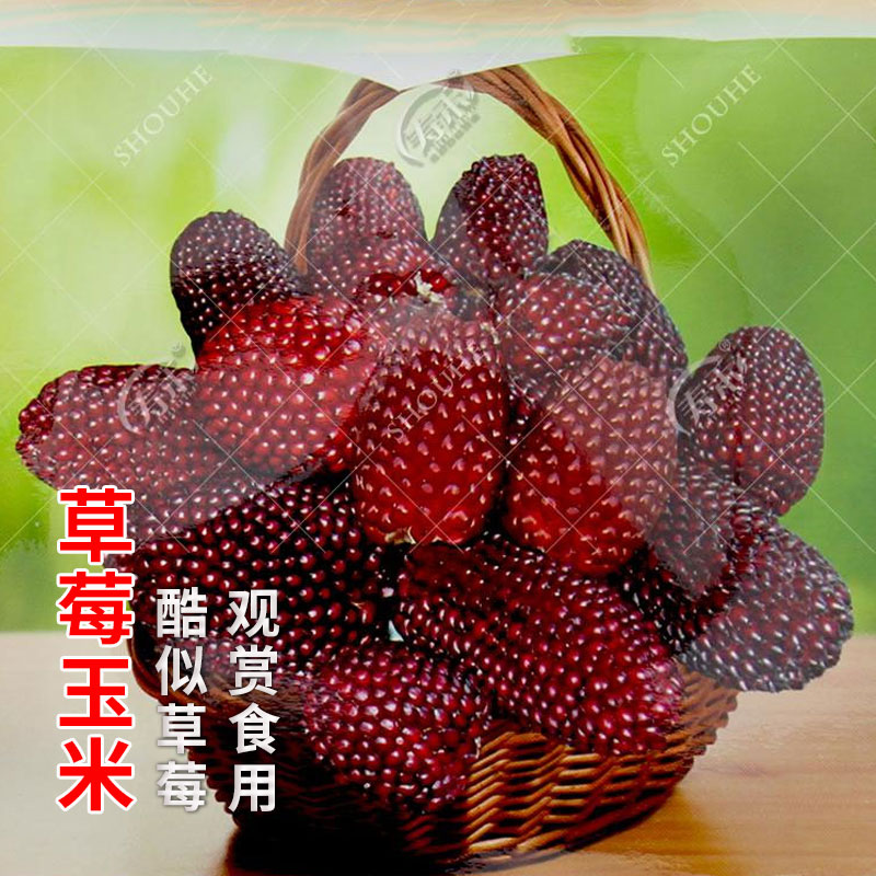 草莓水果甜玉米种子种籽可生食观赏迷你拇指四季文玩孑菠萝小玉米 - 图2