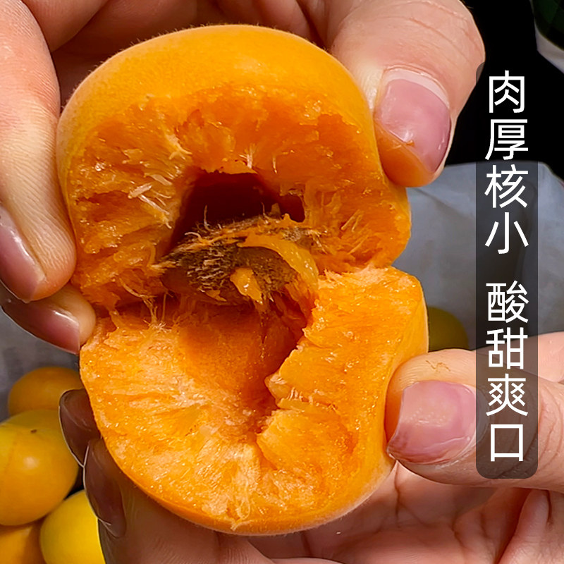 现摘大黄杏子新鲜水果当季陕西时令孕妇酸甜脆鲜杏金太阳5斤包邮