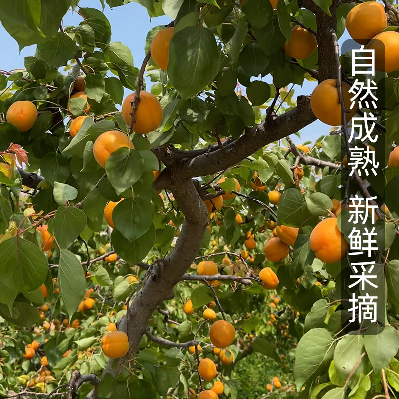 现摘大黄杏子新鲜水果当季陕西时令孕妇酸甜脆鲜杏金太阳5斤包邮