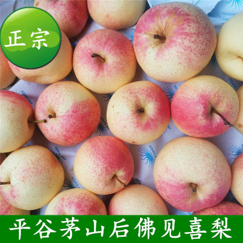 北京平谷茅山后佛见喜梨礼盒装新鲜水果贡梨金海湖佛见喜红梨中果 - 图0