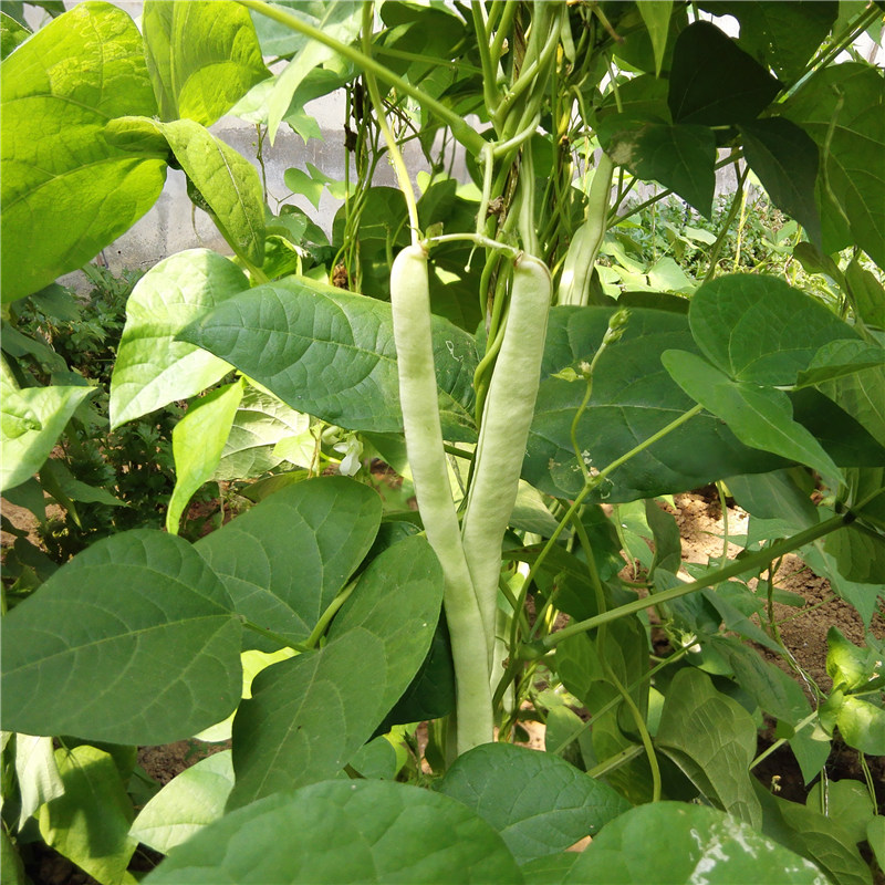 北京时令新鲜蔬菜长嫩豆角青菜产地直销炒菜食用四季架豆现摘特产 - 图0