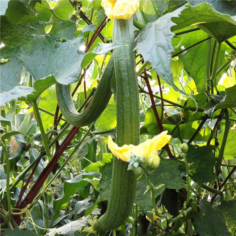 北京平谷新鲜绿色蔬菜同城配送丝瓜农家蔬菜孕妇下奶时令蔬菜现摘 - 图1