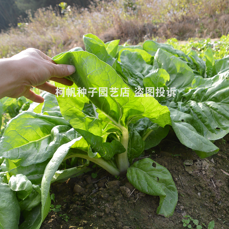 牛皮菜(厚合菜厚皮菜 莙达菜) 四季菜种子阳台种菜盆栽蔬菜种籽孑 - 图1