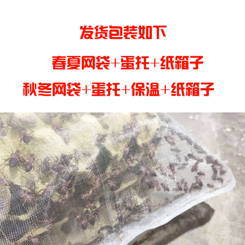 蟋蟀活物针头蟋蟀白蟋蟀活物斗虫斗蟋蟀活体油葫芦蟋蟀斗虫活鸟食-图2