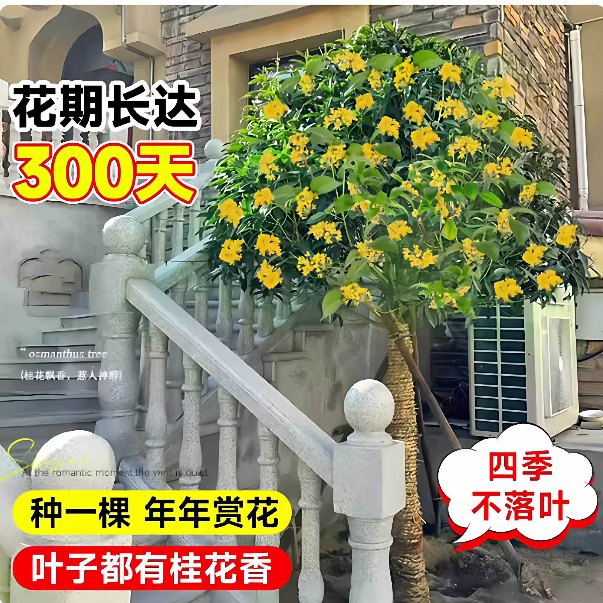 桂花树苗庭院地栽金桂丹桂原生桂树大树苗植物浓香花卉四季桂常青 - 图1