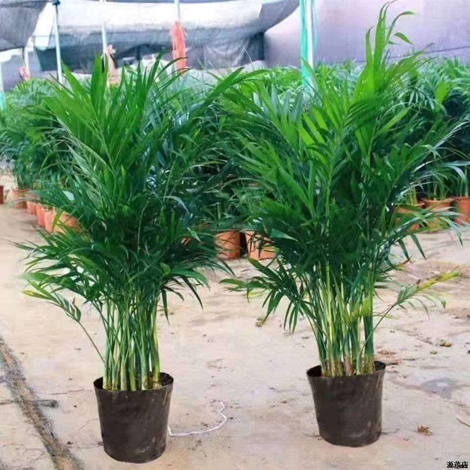 散尾葵凤尾竹盆栽客厅除甲醛植物富贵椰子室内懒人绿植富贵竹粗竹,淘宝优惠券,粉丝福利购,淘宝优惠卷