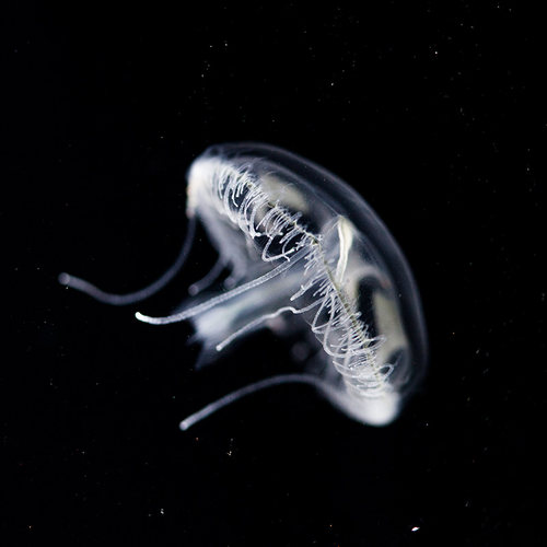 淡水水母活体桃花水母家养好养无毒小型水族迷你观赏宠物包损 - 图3