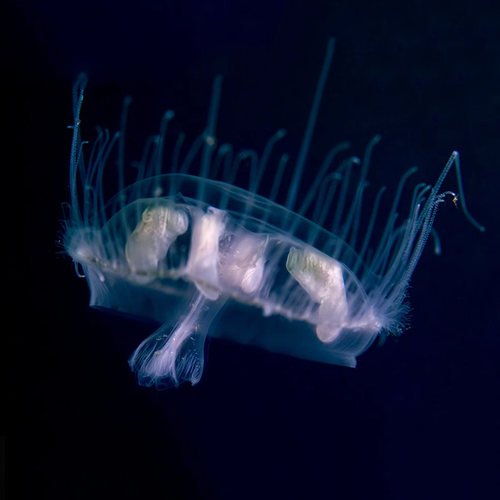 淡水水母活体桃花水母家养好养无毒小型水族迷你观赏宠物包损 - 图2