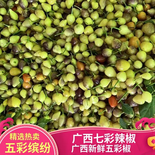 新鲜五彩椒广西特产5斤包邮五色农产品小灯笼辣椒现摘七彩泡椒 - 图0