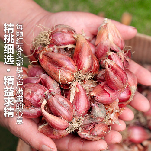 四季葱头红葱头种小香葱种头葱种植蔬菜种籽圆葱本地火葱头种批发 - 图0