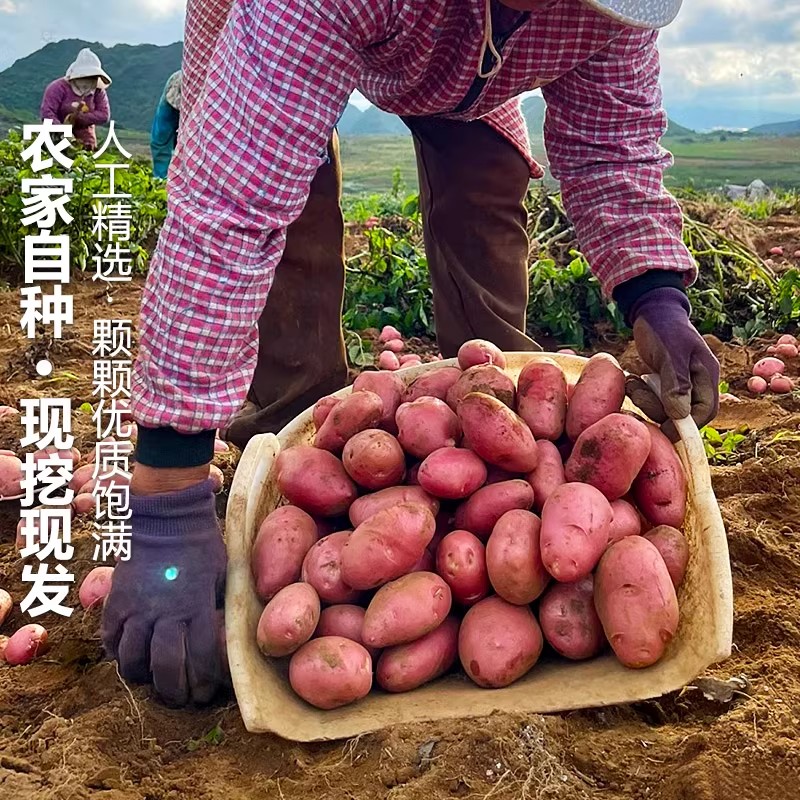 现挖现发云南高山新鲜红皮小土豆口感粉糯红皮黄心小土豆洋芋包邮