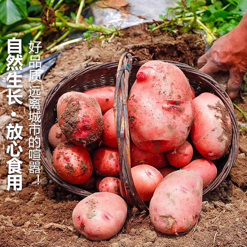 现挖现发云南高山新鲜红皮小土豆口感粉糯红皮黄心小土豆洋芋包邮