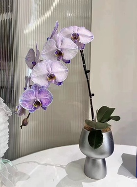 奖杯高脚瓷盆垂丝茉莉花盆蝴蝶兰大口径北美冬青陶瓷落地盆