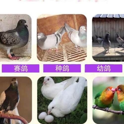 心连心毛呼二合一赛鸽鹦鹉鸟比赛繁殖期改善呼吸道黄白点鸽子保健 - 图2