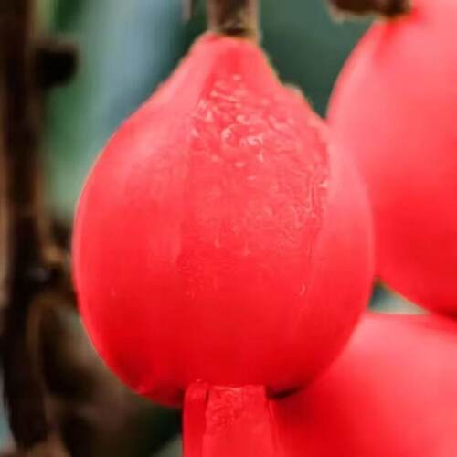 新红皮红肉大果枇杷苗超矮无核砂糖枇杷苗耐寒南北方果树盆栽地栽 - 图3