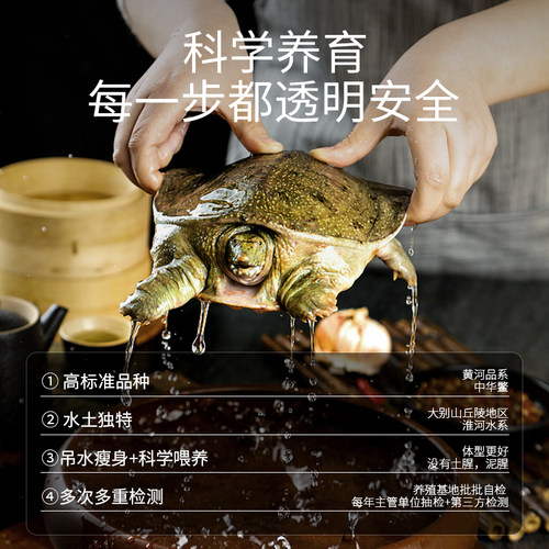 [甲鱼鲜活]生态野养山塘王八水鱼团鱼现抓现发活体甲鱼顺丰包邮 - 图0