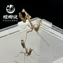 Rhombus-back withered mantis breeding group 7L mother 5L