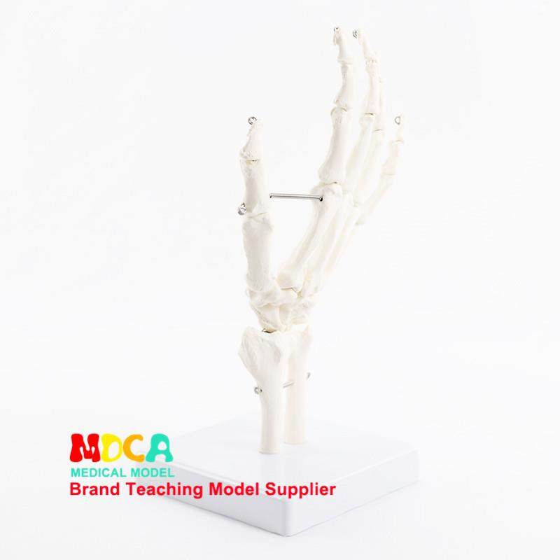 人体手骨模型医用关节骨骼模型可活动教具功能展示康复教学用具,淘宝优惠券,粉丝福利购,淘宝优惠卷