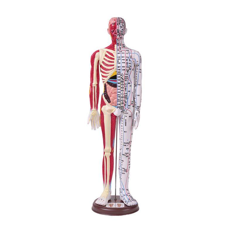 80cm半皮半肌肉解剖B60CM人体穴位模型经络按摩男女针灸中医教学,淘宝优惠券,粉丝福利购,淘宝优惠卷