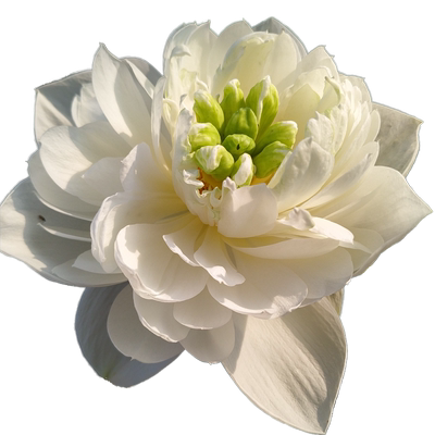 秦淮白玉小型花卉真碗莲荷花迷你碗莲种藕鞭成品苗建国碗莲苑 虎窝淘