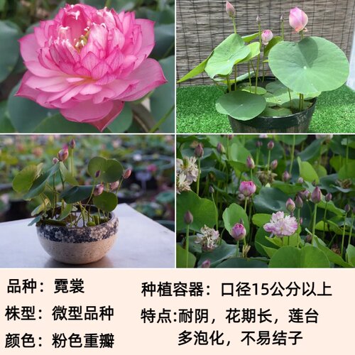 （霓裳）微型莲花种藕苗荷花盆栽水生观赏阳台庭院花卉建国碗莲 - 图0