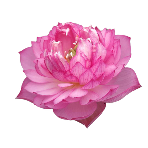 （霓裳）微型莲花种藕苗荷花盆栽水生观赏阳台庭院花卉建国碗莲 - 图2