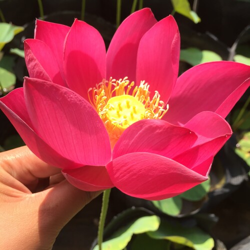 【大型荷花推荐】(建国碗莲苑)荷花种藕阳台池塘开花盆栽水培植物 - 图1