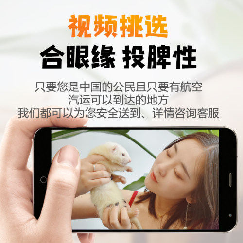 小龙貂雪貂活体宠物雪貂幼体宿舍懒人萌宠貂宠物貂活物包邮包活 - 图0