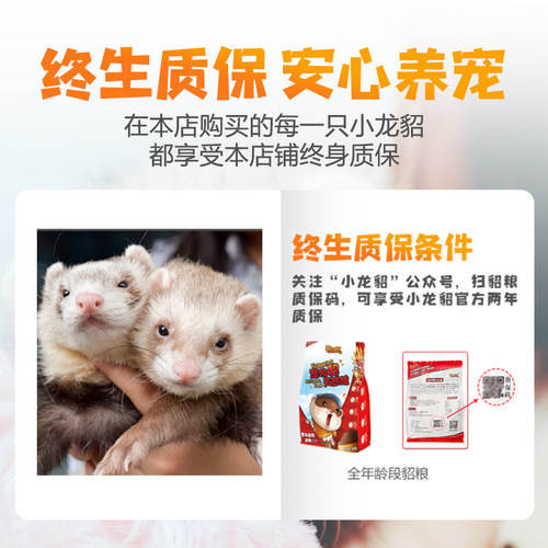 小龙貂雪貂活体宠物雪貂幼体宿舍懒人萌宠貂宠物貂活物包邮包活 - 图1