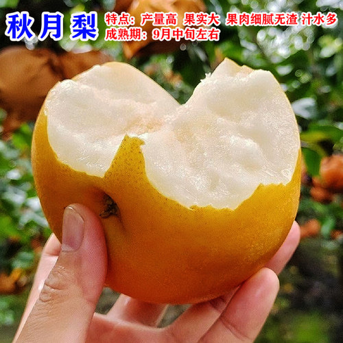 梨树果苗嫁接秋月梨苏翠一号青皮梨树果苗翠冠梨树活苗南北方种植 - 图2